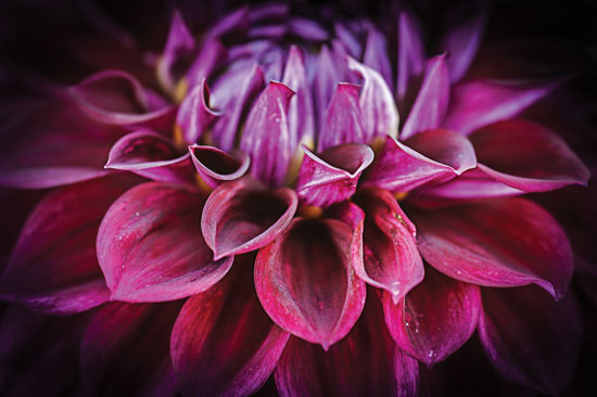 The dahlia has come a long way to reign supreme in gardens across the globe.